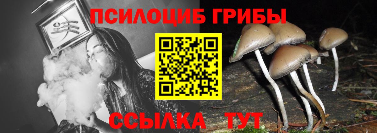 Верхняя Пышма  Псилоцибиновые грибы Psilocybe  Псилоцибиновые грибы мицелий  Вход с VPN 
